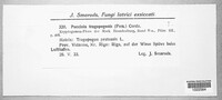 Puccinia hysterium image